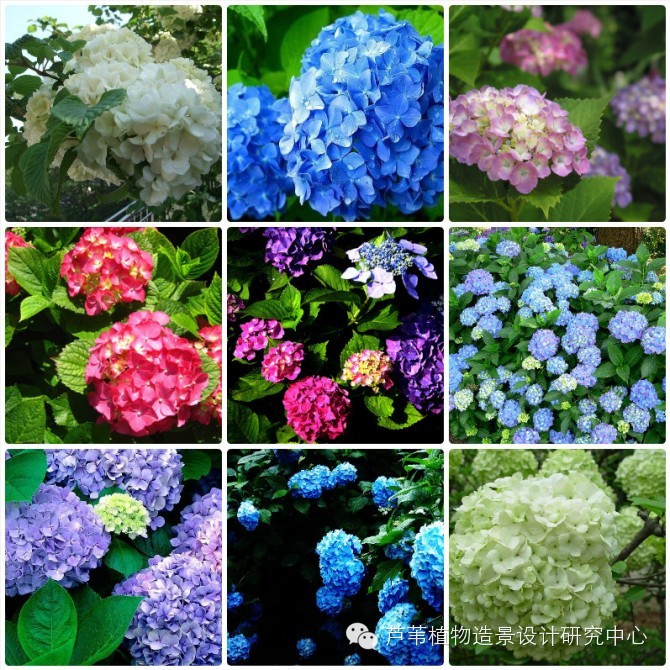 55种夏季开花植物