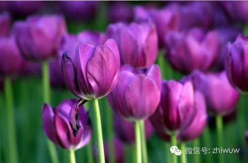 蓝紫色系的34种高贵典雅植物