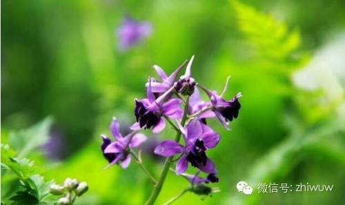 蓝紫色系的34种高贵典雅植物