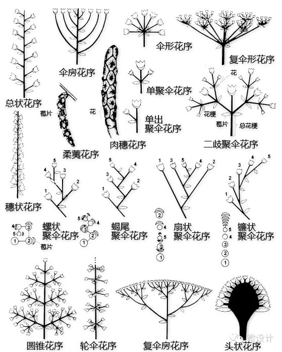 史上最全植物形态图解，分分钟认识所有植物！