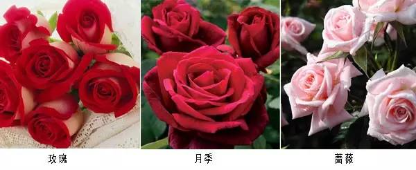 玫瑰、月季、蔷薇到底区别在哪了？