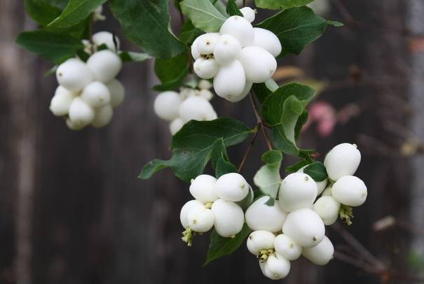 冬季来临，带你领略白色系植物！